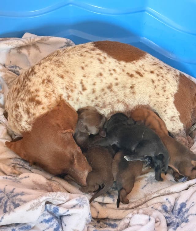 Mini Dachshund NON Dapple Litter  785-821-1920 media 4