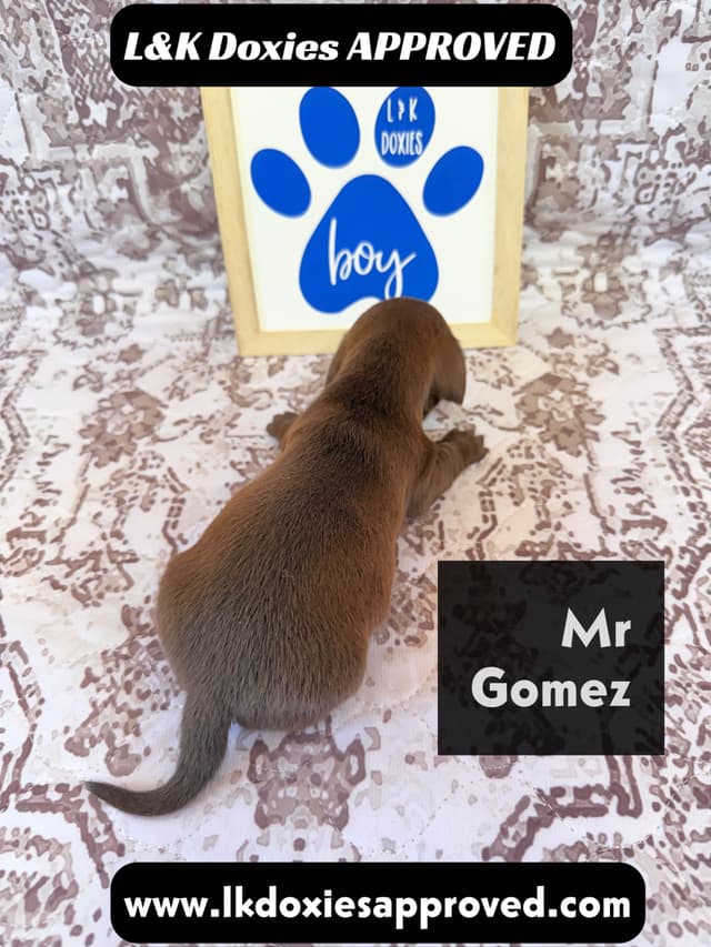 Mini Dachshund NON Dapple Litter  785-821-1920 media 6