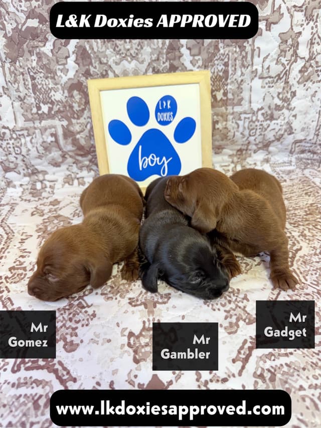 Mini Dachshund NON Dapple Litter  785-821-1920 media 5