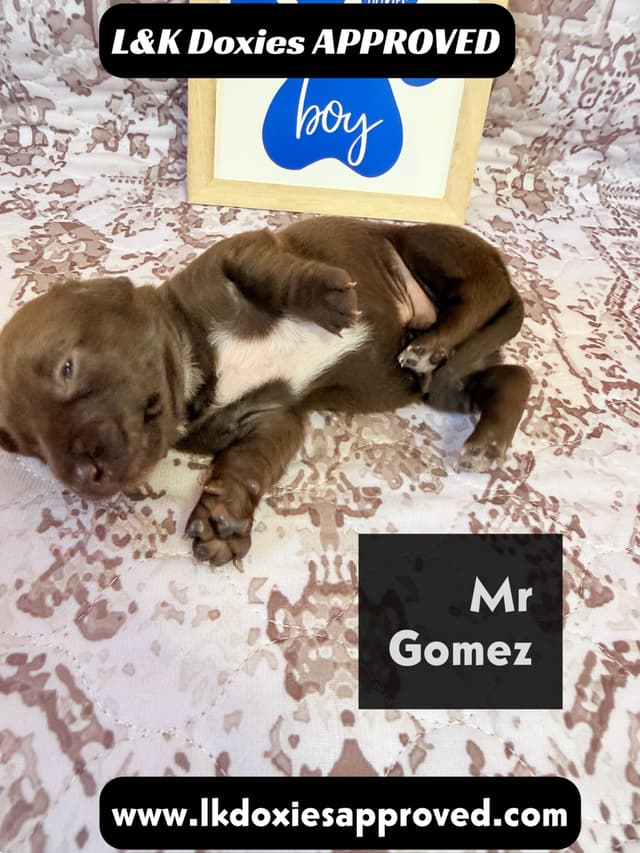Mini Dachshund NON Dapple Litter  785-821-1920 media 7