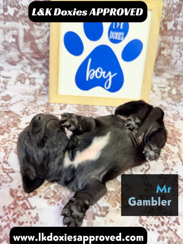 Mini Dachshund NON Dapple Litter  785-821-1920 media 8