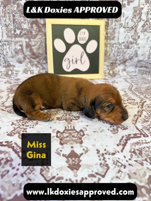 Mini Dachshund NON Dapple Litter  785-821-1920 media 9