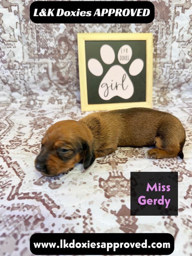 Mini Dachshund NON Dapple Litter  785-821-1920 media 10