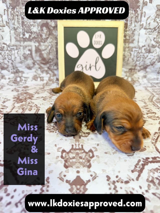 Mini Dachshund NON Dapple Litter  785-821-1920 media 2