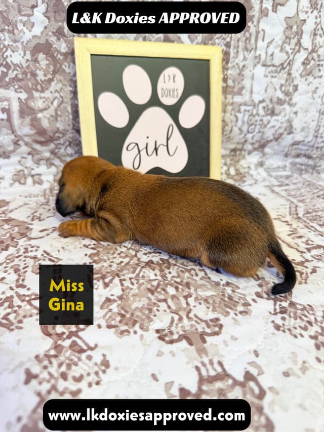 Mini Dachshund NON Dapple Litter  785-821-1920 media 11