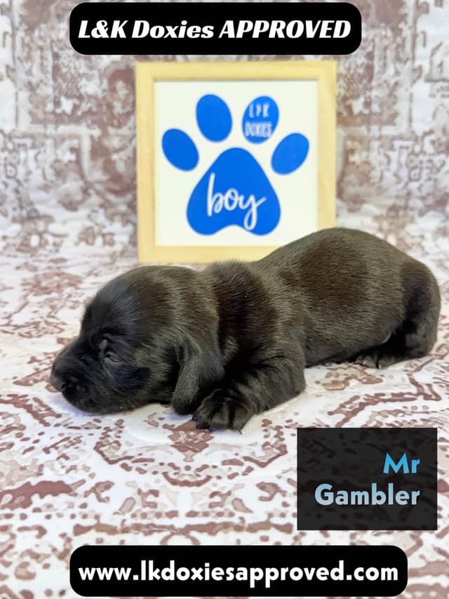 Mini Dachshund NON Dapple Litter  785-821-1920 media 12