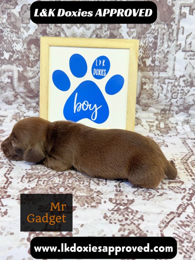 Mini Dachshund NON Dapple Litter  785-821-1920 media 13