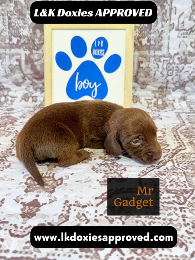 Mini Dachshund NON Dapple Litter  785-821-1920 media 14