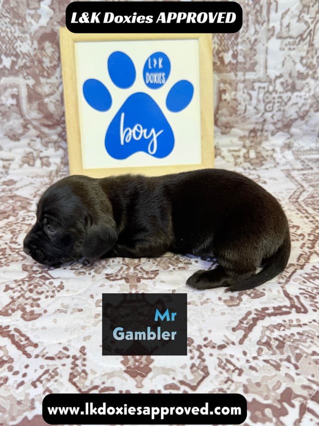 Mini Dachshund NON Dapple Litter  785-821-1920 media 15