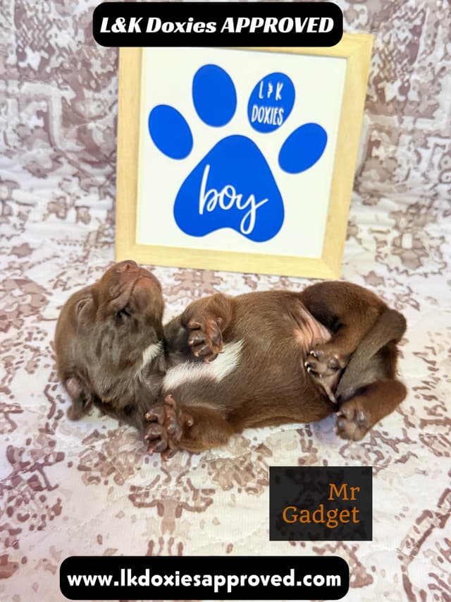 Mini Dachshund NON Dapple Litter  785-821-1920 media 16