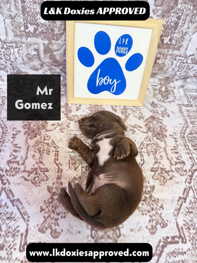 Mini Dachshund NON Dapple Litter  785-821-1920 media 17