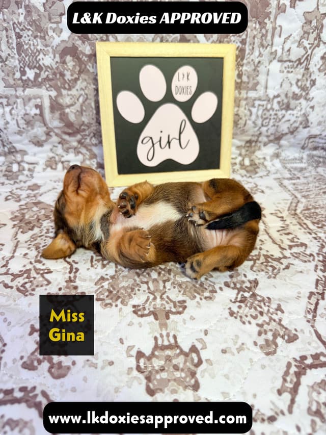 Mini Dachshund NON Dapple Litter  785-821-1920 media 19