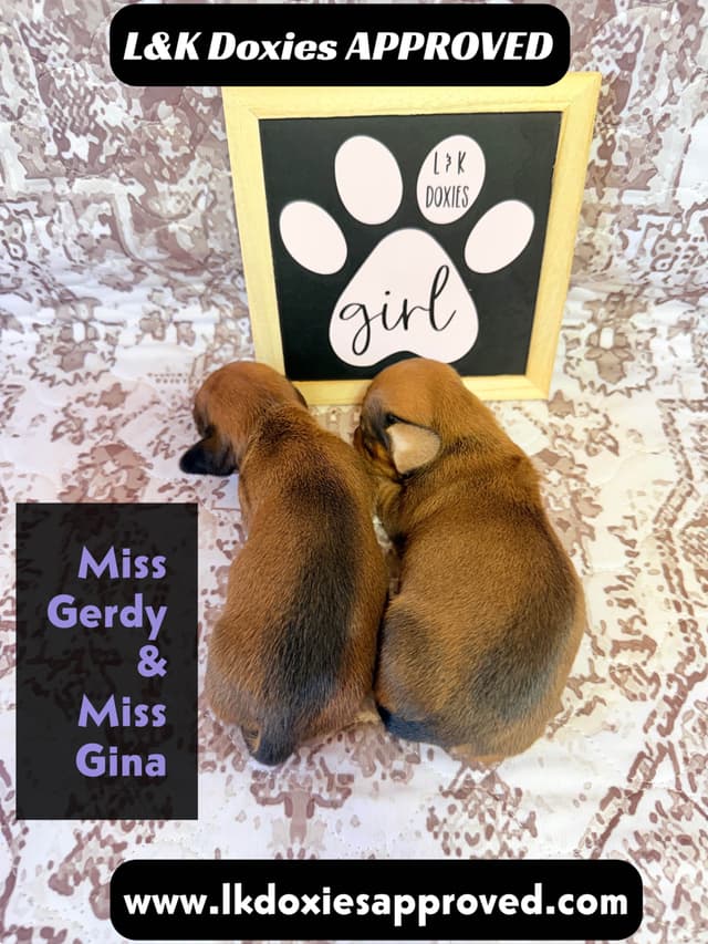 Mini Dachshund NON Dapple Litter  785-821-1920 media 18