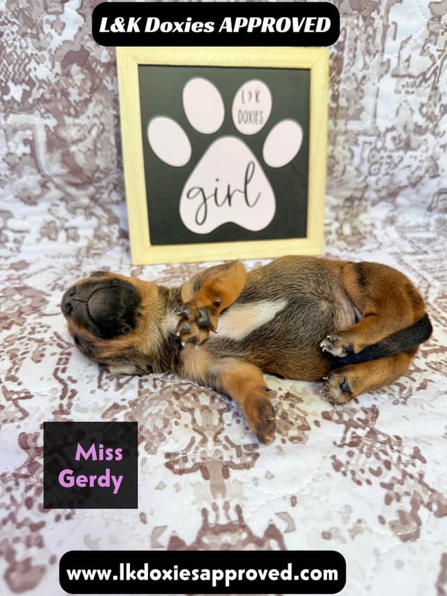 Mini Dachshund NON Dapple Litter  785-821-1920 media 20