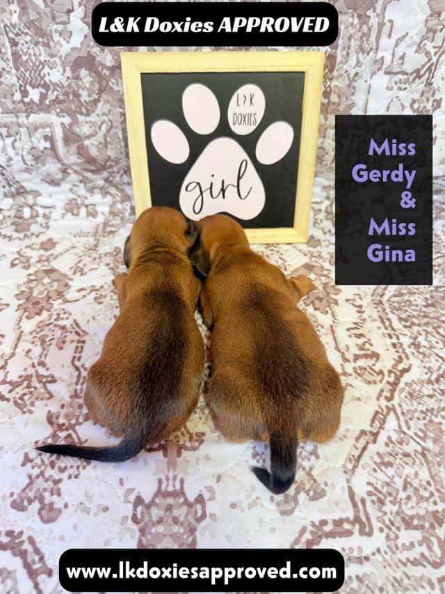 Mini Dachshund NON Dapple Litter  785-821-1920 media 21