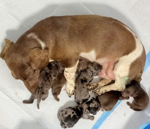 Mini Dachshund Puppies 785-821-1920 media 8