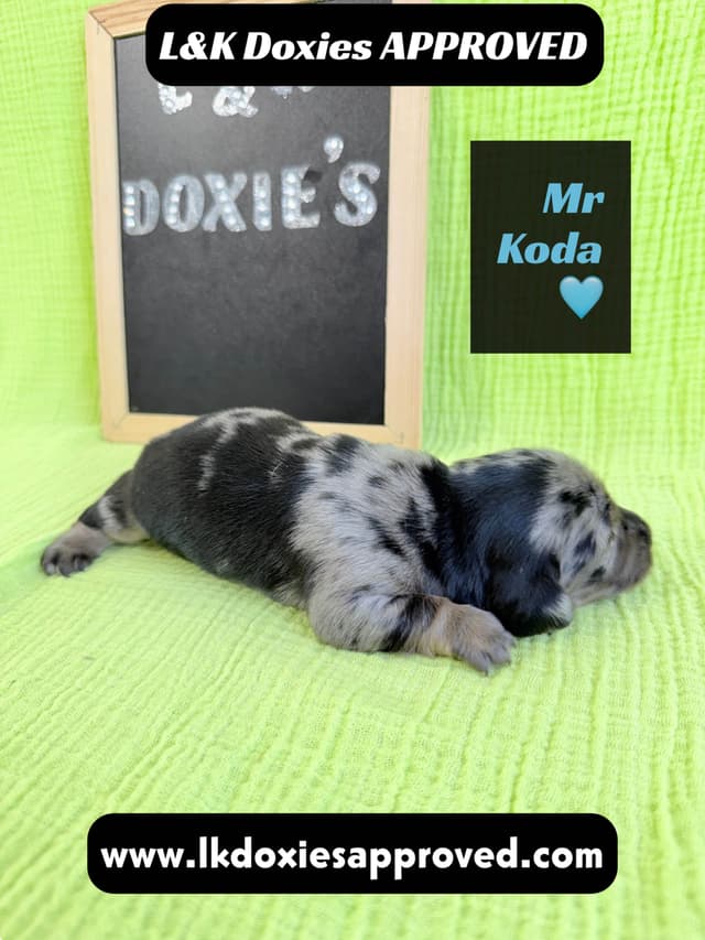 Mini Dachshund Puppies 785-821-1920 media 2