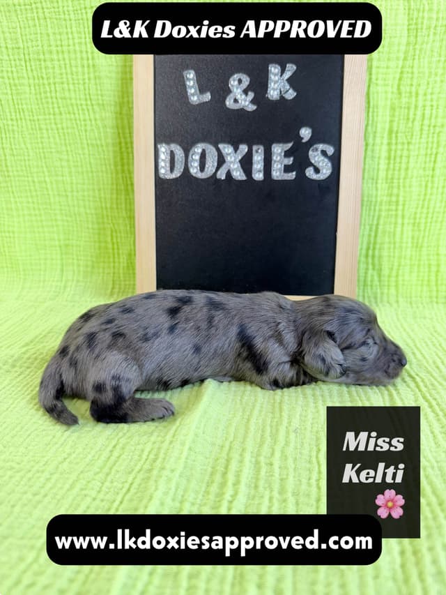 Mini Dachshund Puppies 785-821-1920 media 10