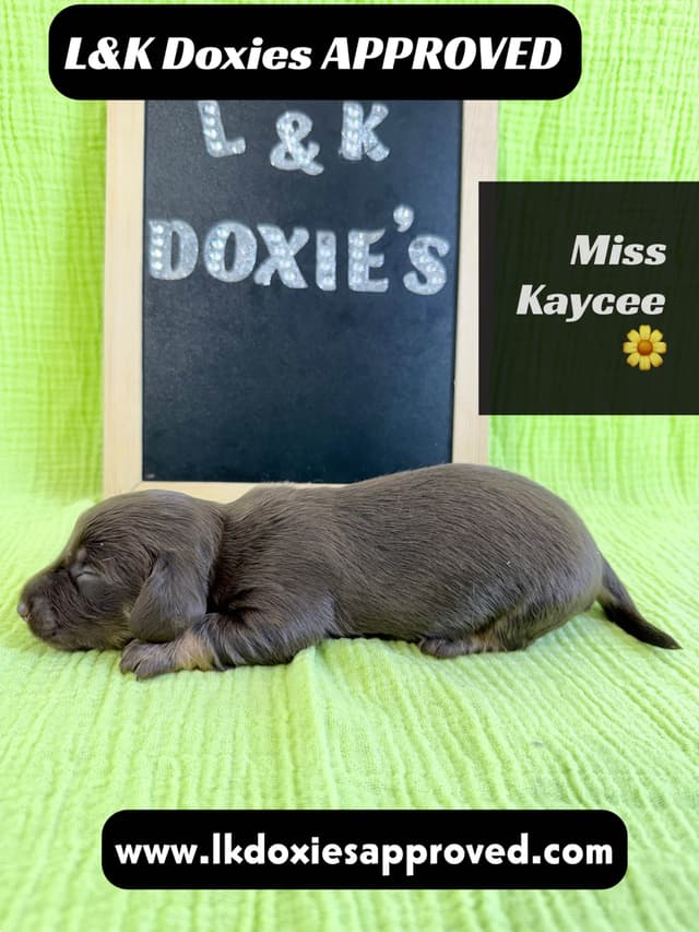Mini Dachshund Puppies 785-821-1920 media 3