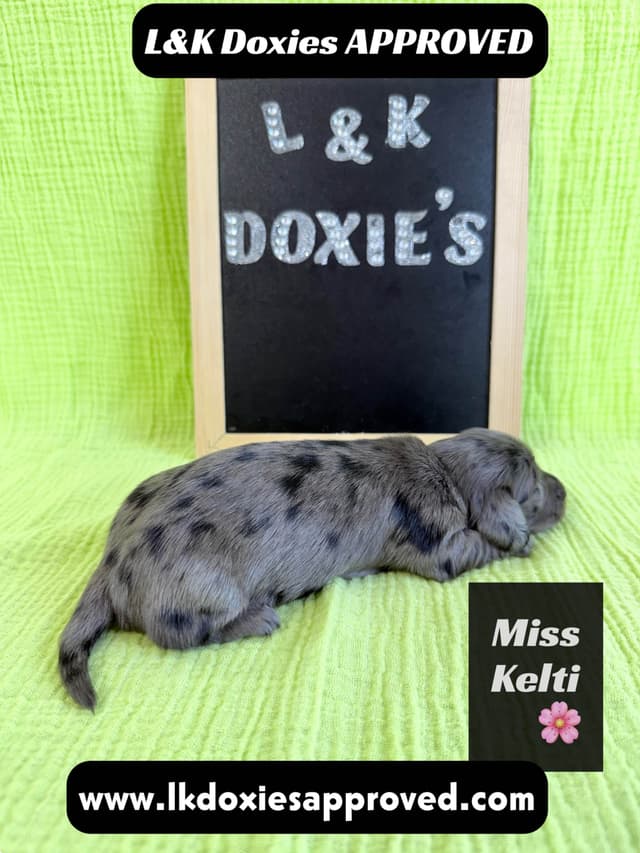 Mini Dachshund Puppies 785-821-1920 media 6
