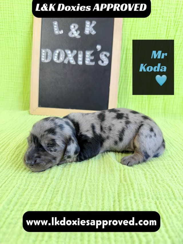 Mini Dachshund Puppies 785-821-1920 media 11