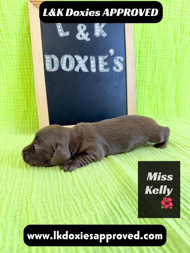 Mini Dachshund Puppies 785-821-1920 media 5