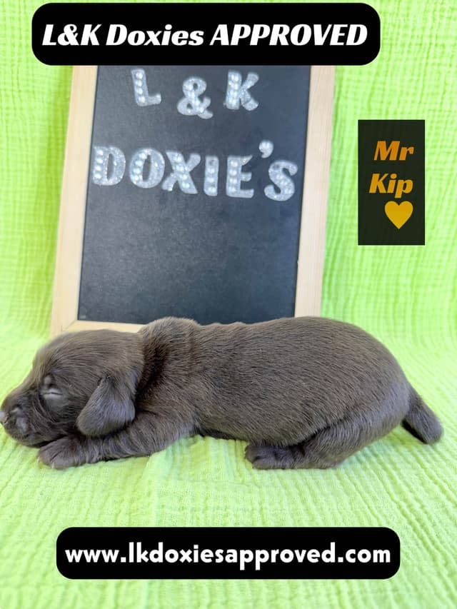 Mini Dachshund Puppies 785-821-1920 media 14