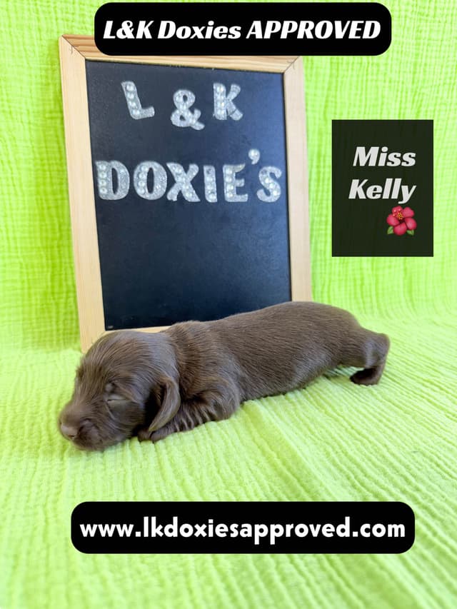 Mini Dachshund Puppies 785-821-1920 media 12