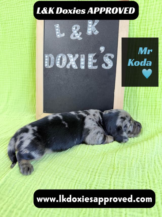 Mini Dachshund Puppies 785-821-1920 media 17