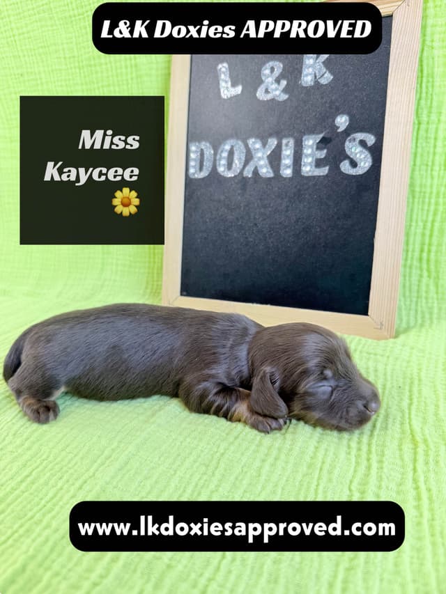 Mini Dachshund Puppies 785-821-1920 media 18