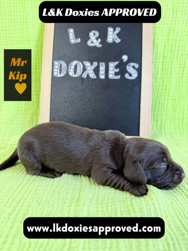 Mini Dachshund Puppies 785-821-1920 media 19