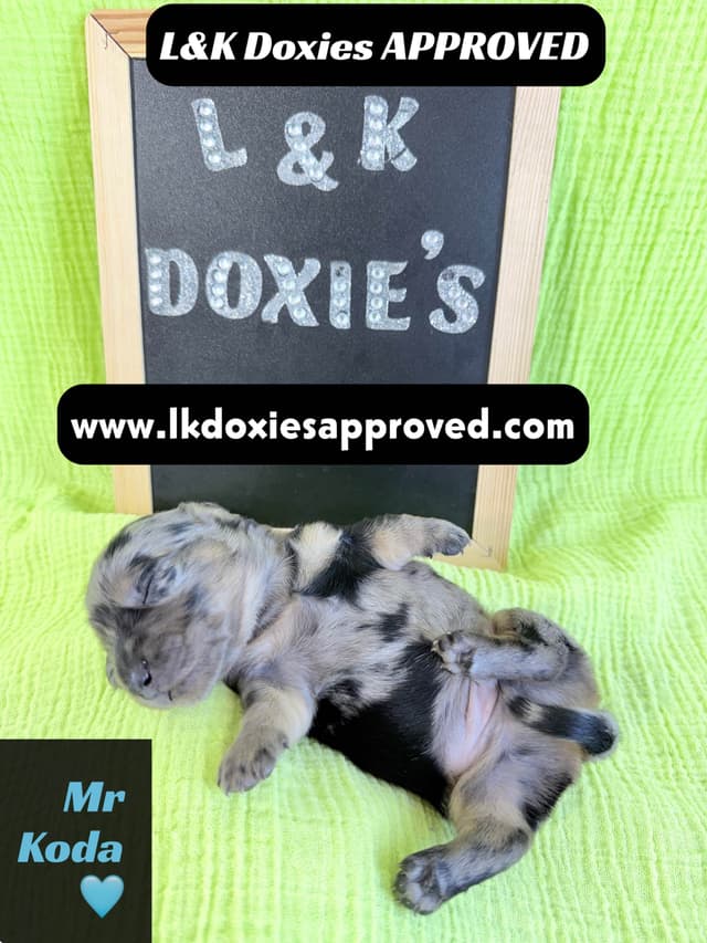 Mini Dachshund Puppies 785-821-1920 media 21