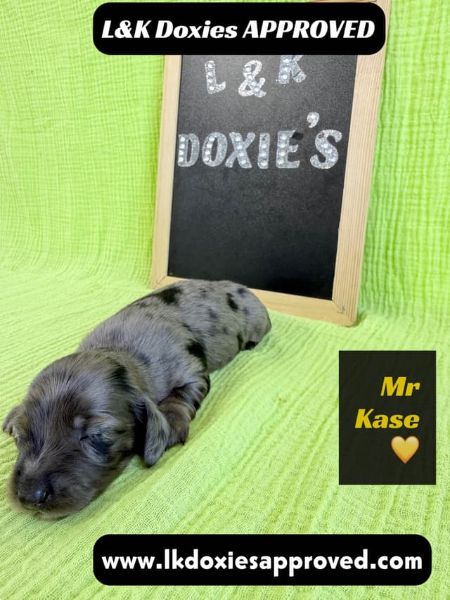 Mini Dachshund Puppies 785-821-1920 media 22