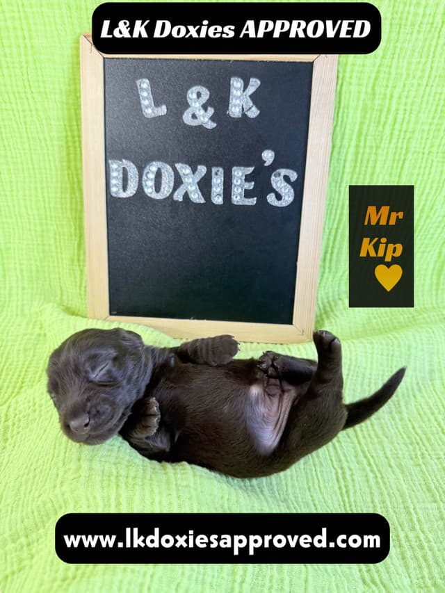 Mini Dachshund Puppies 785-821-1920 media 23