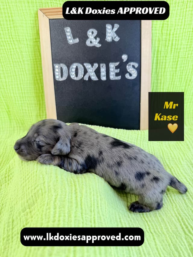 Mini Dachshund Puppies 785-821-1920 media 24