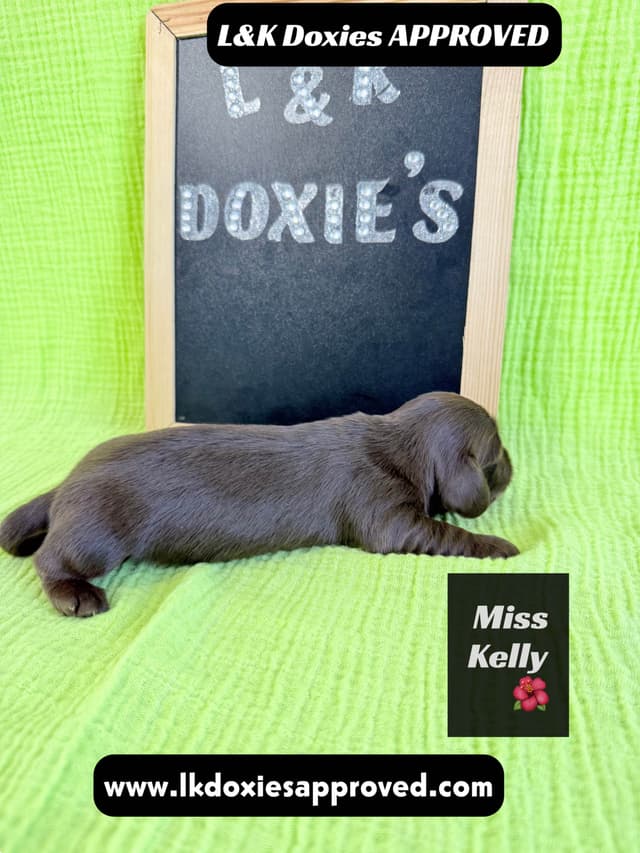 Mini Dachshund Puppies 785-821-1920 media 25