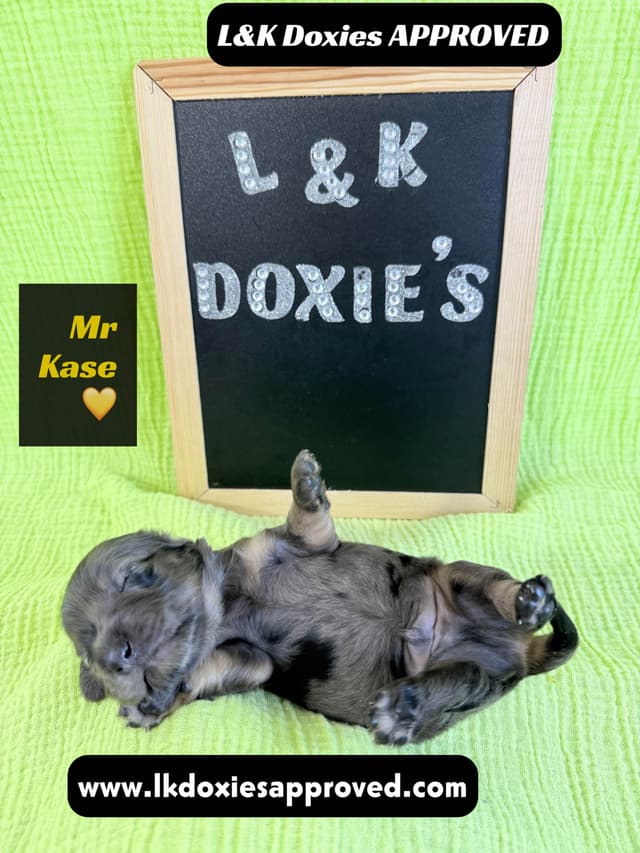 Mini Dachshund Puppies 785-821-1920 media 27
