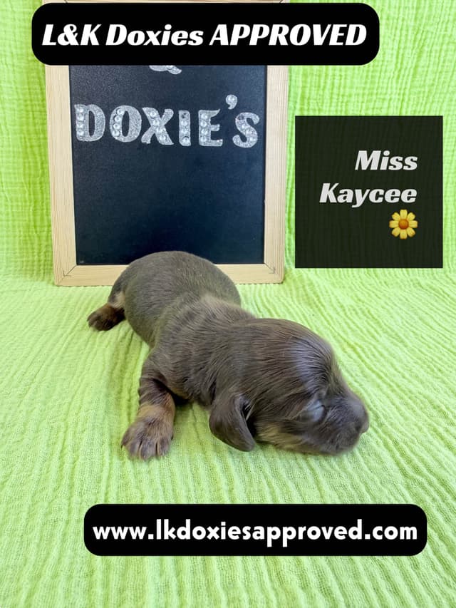 Mini Dachshund Puppies 785-821-1920 media 26