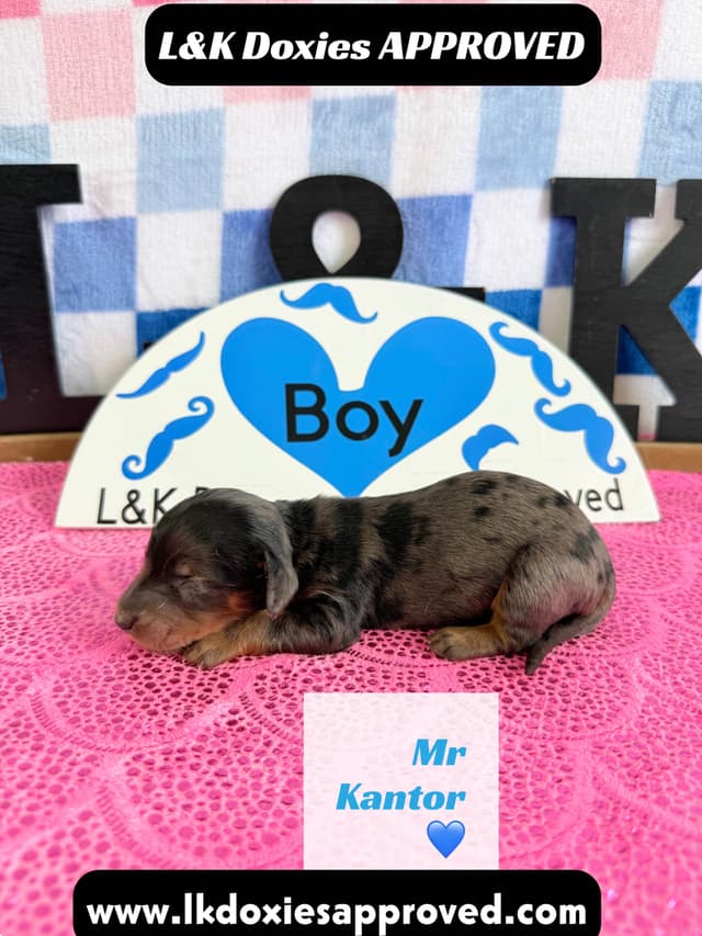 Mini Dachshund Puppies 785-821-1920 media 2