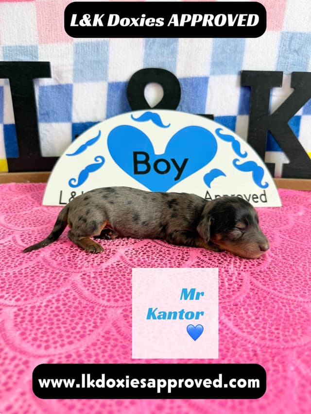 Mini Dachshund Puppies 785-821-1920 media 3