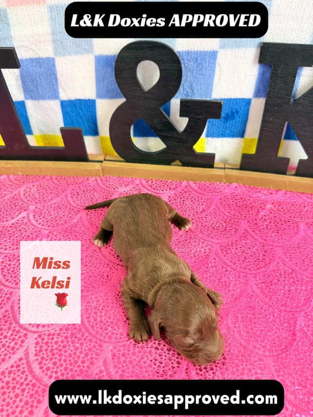 Mini Dachshund Puppies 785-821-1920 media 4