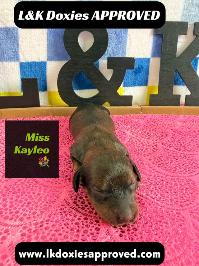Mini Dachshund Puppies 785-821-1920 media 5