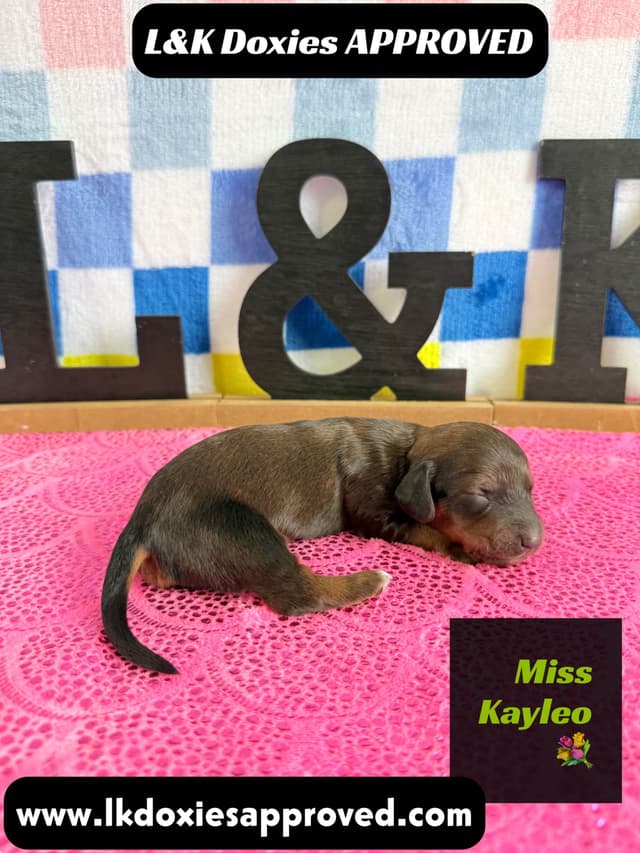 Mini Dachshund Puppies 785-821-1920 media 6