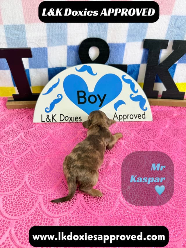 Mini Dachshund Puppies 785-821-1920 media 7