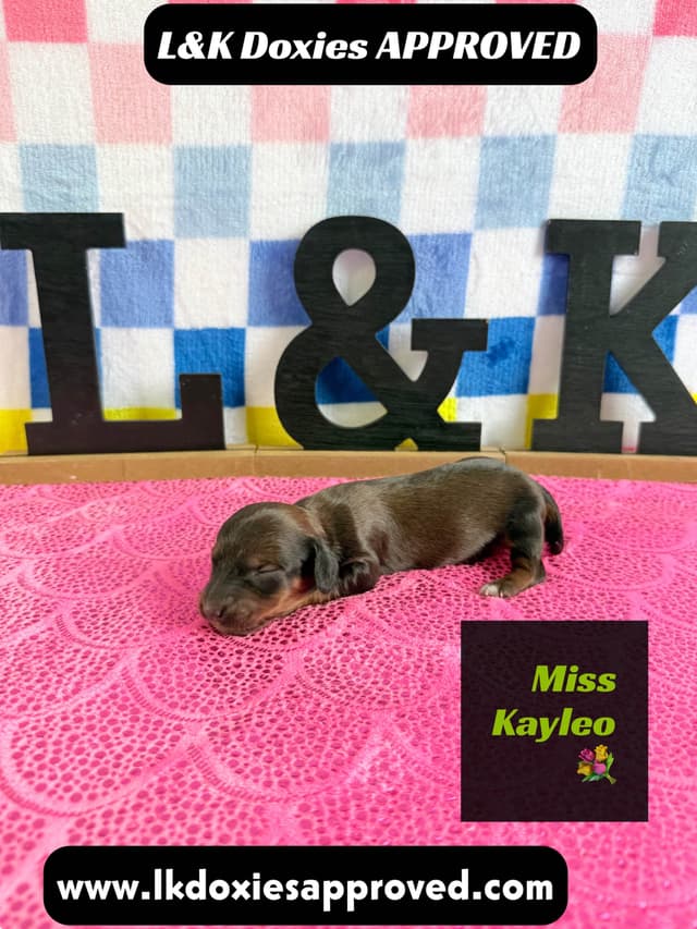 Mini Dachshund Puppies 785-821-1920 media 8