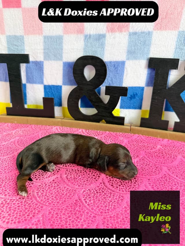 Mini Dachshund Puppies 785-821-1920 media 9