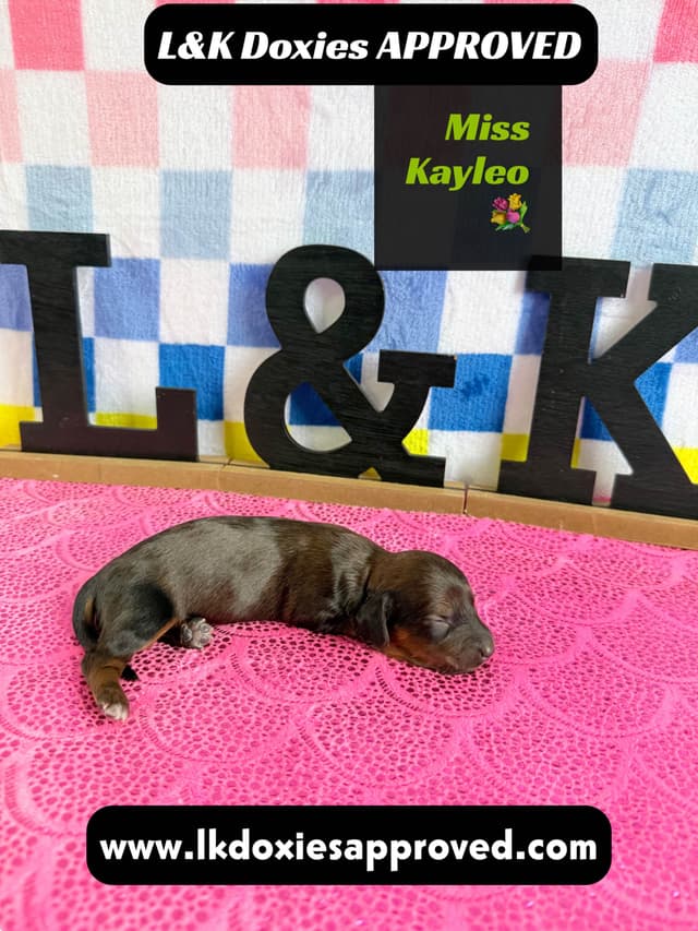 Mini Dachshund Puppies 785-821-1920 media 10