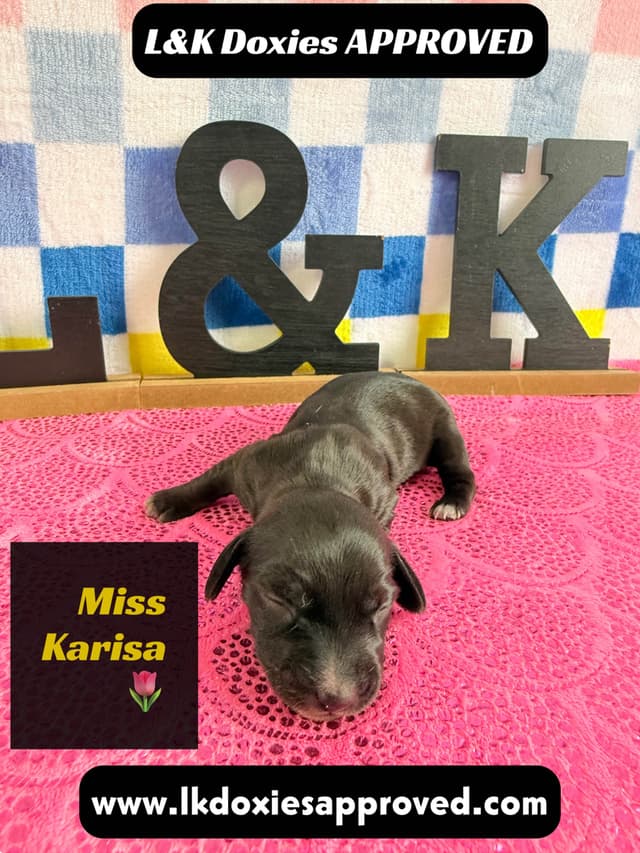 Mini Dachshund Puppies 785-821-1920 media 11