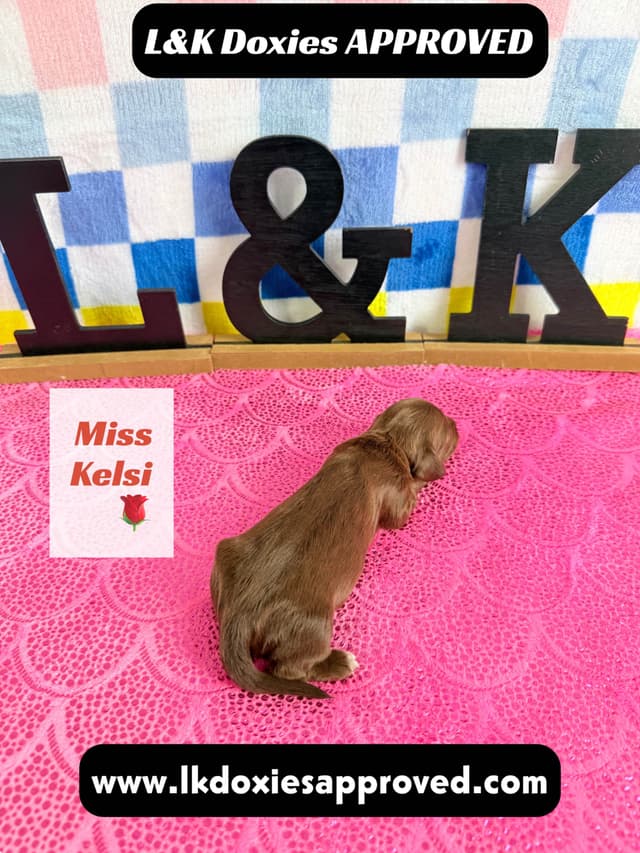 Mini Dachshund Puppies 785-821-1920 media 13