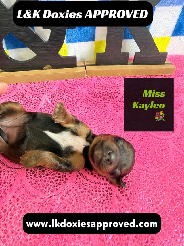 Mini Dachshund Puppies 785-821-1920 media 14